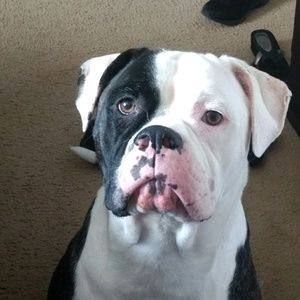 Meet your Posher, Logan